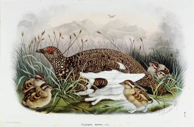 Darstellung des Rebhuhns (Lagopus mutus)