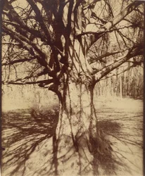 Baum (Garche) Buche