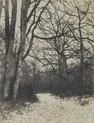 [Wald von Fontainebleau]