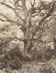 Près du Bodmer, 1860er Jahre