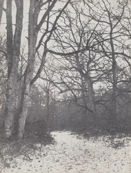 Straße im Wald
