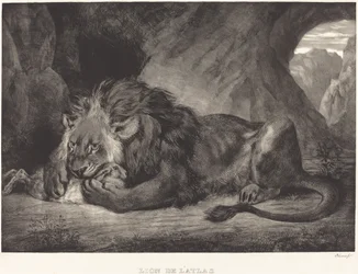 Löwe des Atlasgebirges (Löwe des Atlas)