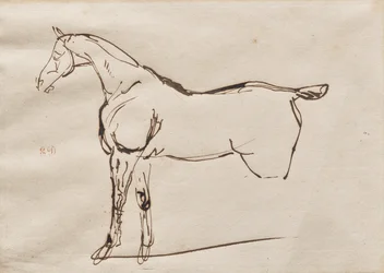 Studie eines Pferdes