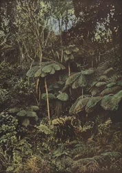 Vegetation, Baumfarne
