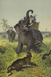 Tiere und Pflanzen von Indien