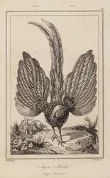 Argus Malel, Argus Männchen