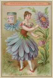 Asternblumenmädchen