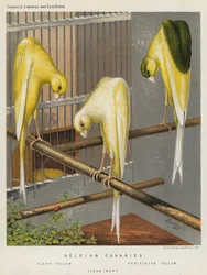 Belgische Kanarienvögel, Klar Gelb, Variiert Gelb, Klar Buff (Farblithografie)