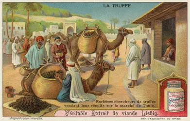 Berber inspizieren die Trüffel auf dem Markt in Tunis