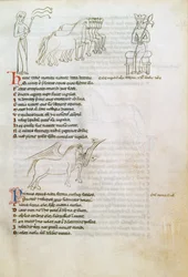 Bestiarium: das Pferd