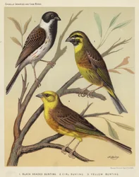 Schwarzkehlammer, Zaunammer, Goldammer