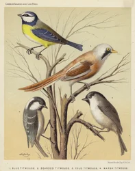 Blaumeise, Bartmeise, Kohlmeise, Sumpfmeise