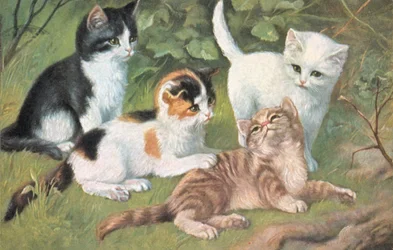 Katzenpostkarte