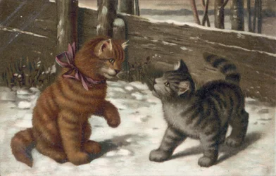 Katzenpostkarte