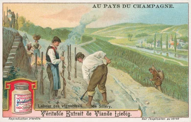Champagner, Liebig-Karte, frühes 20. Jahrhundert