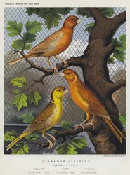 Zimt-Kanarienvögel, Norwich-Typ, Gelb, Normal gefüttert, Buff, Cayenne gefüttert, Gelb, Cayenne gefüttert