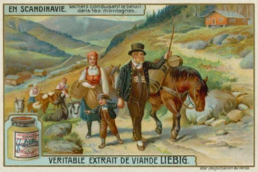 Kuhhirten treiben Vieh in den Bergen