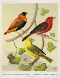 Scharlachroter Webervogel oder Orange-Bischof, Rotkopf- oder Madagaskar-Webervogel, Safranfink (Farblithografie)