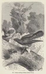 Kuckuck tötet Goldhähnchen