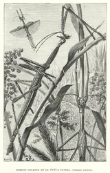 Riesiges Insekt aus Neuguinea