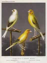 Stieglitz- und Kanarienvogel-Mischlinge, Gleichmäßig Markiertes Buff, Variiert Gelb, Gleichmäßig Markiertes Gelb (Farblithografie)