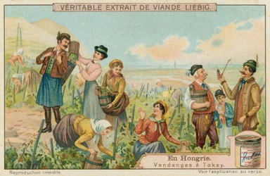 Weinlese für Tokay in Ungarn