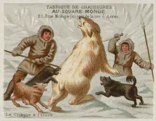 Jagd auf Eisbären mit Hunden