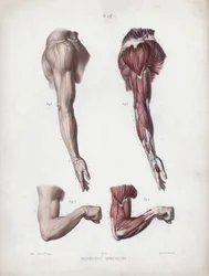 Illustration für Die Anatomie der äußeren Formen des Menschen: Männlicher Arm und Hände