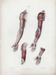 Illustration für Die Anatomie der äußeren Formen des Menschen: Männlicher Arm und Hände