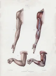 Illustration für Die Anatomie der äußeren Formen des Menschen: Männlicher Arm und Hände