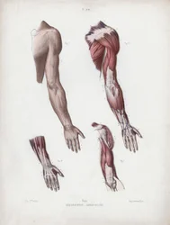 Illustration für Die Anatomie der äußeren Formen des Menschen: Männlicher Arm und Hände