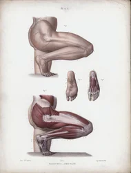 Illustration für Die Anatomie der äußeren Formen des Menschen: Männliches Bein und Fuß
