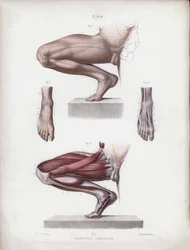 Illustration für Die Anatomie der äußeren Formen des Menschen: Männliches Bein und Fuß