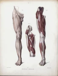 Illustration für Die Anatomie der äußeren Formen des Menschen: Männliches Bein, Vorderansicht