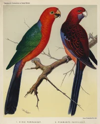 Königssittich, Pennantsittich (Farblithografie)