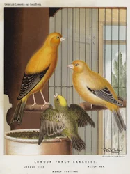 London Fancy Kanarienvögel, Jonque Hahn, Mealy Henne, Mealy Nestling