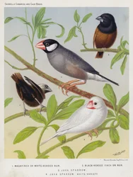 Weißkopfnonne, Schwarzkopfnonne, Java-Sperling, Weiße Variante