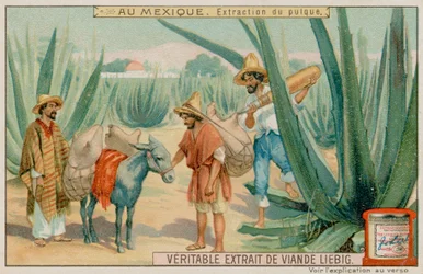 Mexikaner gewinnen Pulque aus einem Kaktus
