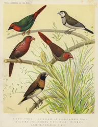 Papageiamadine, Bichenos- oder Doppelbandfink, Australischer Scharlachfink, Männchen, Weibchen, Kastanienbrustfink