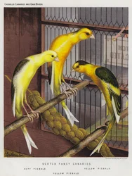 Schottische Fantasie-Kanarienvögel, Buff Schecke, Gelb Schecke