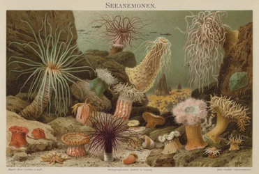 Seeanemonen