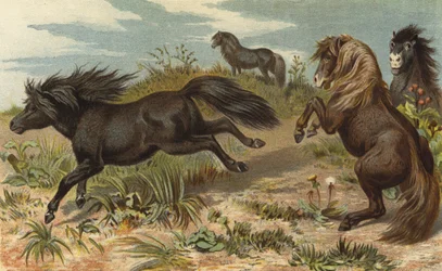 Shetland-Pony