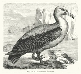 Der Gemeine Albatros