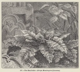 Die Alraune, Atropa Mandragora, Linnaeus