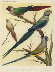 Weißohr-Sittich, Malabar-Sittich, Blauhauben-Sittich