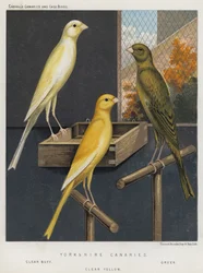 Yorkshire-Kanarienvögel, Klar Buff, Grün, Klar Gelb