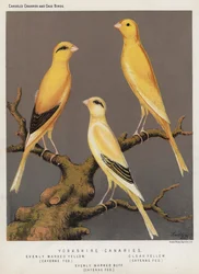 Yorkshire-Kanarienvögel, Gleichmäßig Markiert Gelb, Cayenne-gefüttert, Klar Gelb, Cayenne-gefüttert, Gleichmäßig Markiert Buff, Cayenne-gefüttert