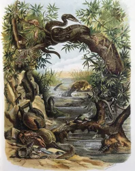 Reptilien und Krustentiere. Gravur nach einer Zeichnung von F. Padro.