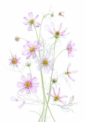Ätherische Rosa Kosmos
