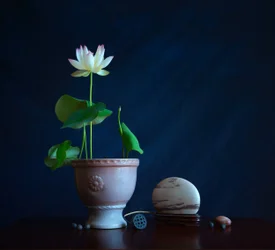 Zen Lotus-Stillleben